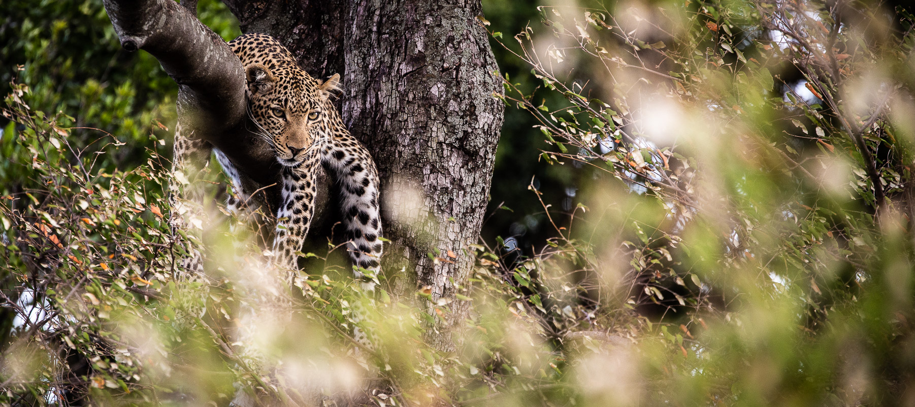 east-africa-safari-planning-leopard-guru