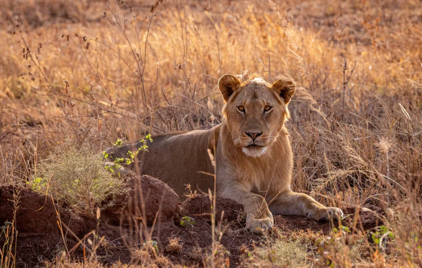 Tanzania Safari Cost