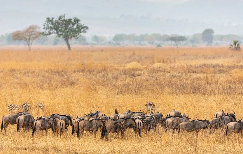 Tanzania Safari Cost