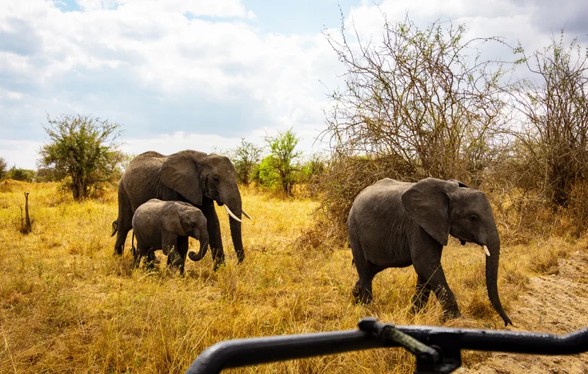Tanzania Safari Wildlife