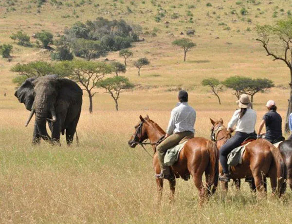 Horse Riding Safari