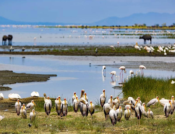 Lake Manyara Np
