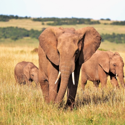 KENYA
