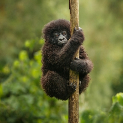 RWANDA