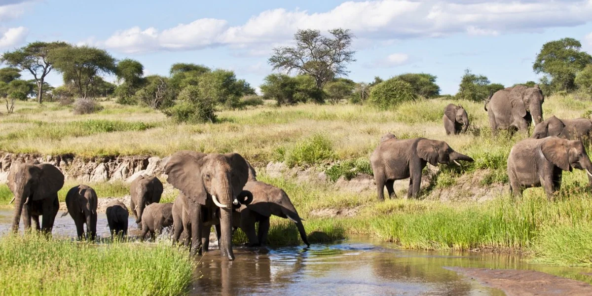 10-days-midrange-lodge-safari-going-to-lake-manyara-serengeti-national-park-ngorongoro-crater-lake-eyasi-and-tarangire-national-park8 10-days-midrange-lodge-safari-going-to-lake-manyara-serengeti-national-park-ngorongoro-crater-lake-eyasi-and-tarangire-national-park8