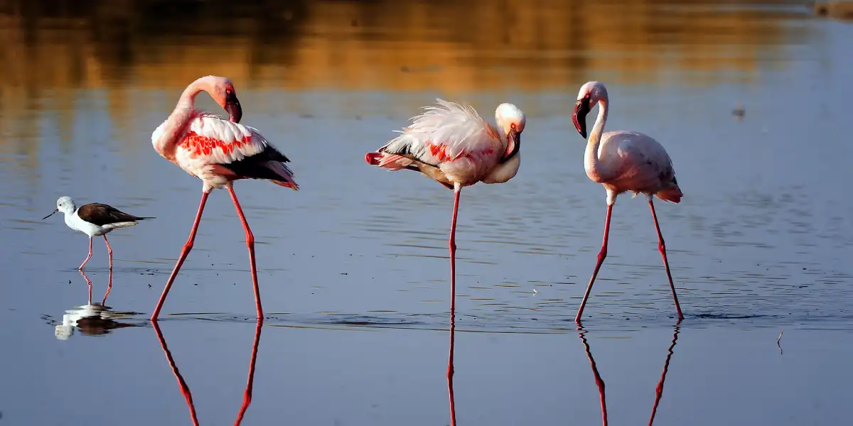 11-days-tanzania-midrange-lodge-safari-and-zanzibar-6 11-days-tanzania-midrange-lodge-safari-and-zanzibar-6