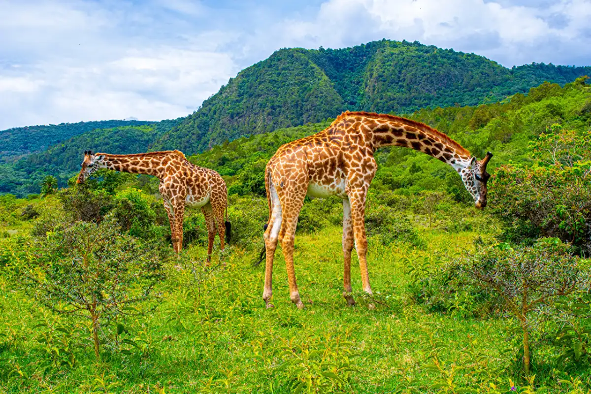 2-days-midrange-lodge-safari1 2-days-midrange-lodge-safari1