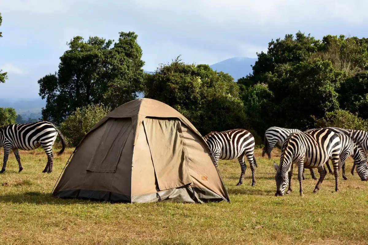 2-days-tanzania-camping-safari4 2-days-tanzania-camping-safari4