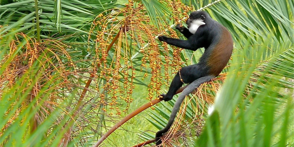 20-days-uganda-safari10 20-days-uganda-safari10
