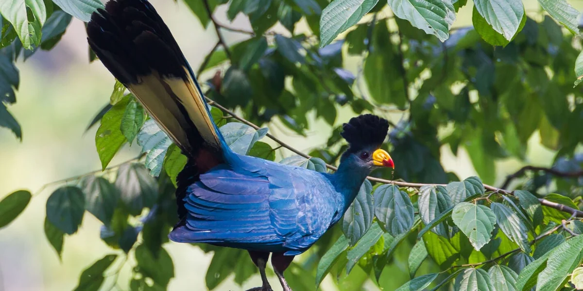 20-days-uganda-safari14 20-days-uganda-safari14