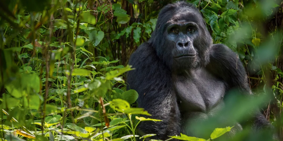 20-days-uganda-safari15 20-days-uganda-safari15
