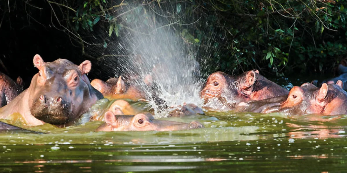 20-days-uganda-safari19 20-days-uganda-safari19