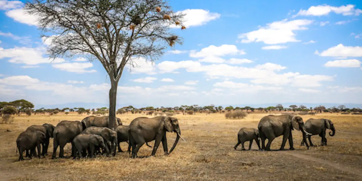 4-days-camping-safari-going-to-tarangire-serengeti-national-park-and-ngorongoro3 4-days-camping-safari-going-to-tarangire-serengeti-national-park-and-ngorongoro3