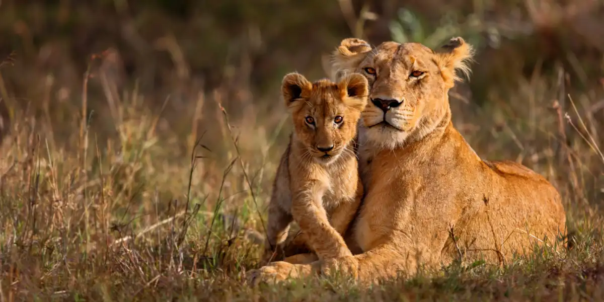 4-days-luxury-lodge-safari-going-to-tarangire-serengeti-national-park-and-ngorongoro4 4-days-luxury-lodge-safari-going-to-tarangire-serengeti-national-park-and-ngorongoro4