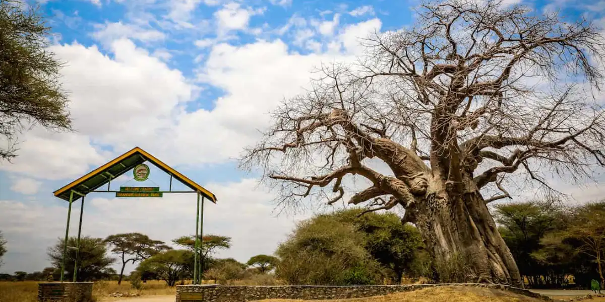 5-days-camping-safari-going-to-tarangire-serengeti-national-park-and-ngorongoro3 5-days-camping-safari-going-to-tarangire-serengeti-national-park-and-ngorongoro3