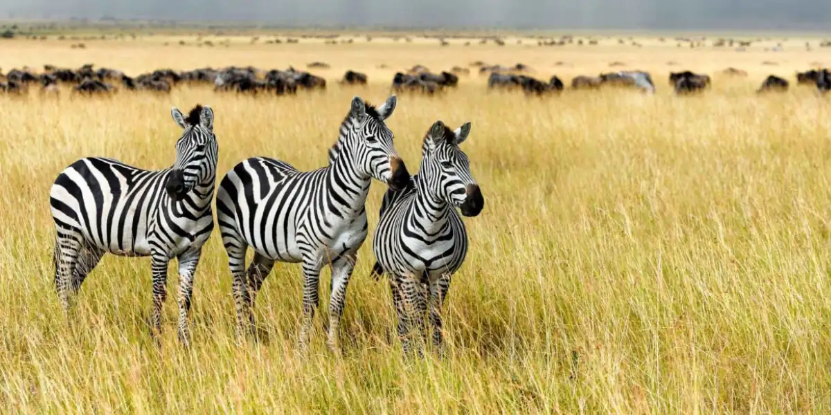 5-days-camping-safari-going-to-tarangire-serengeti-national-park-and-ngorongoro4 5-days-camping-safari-going-to-tarangire-serengeti-national-park-and-ngorongoro4