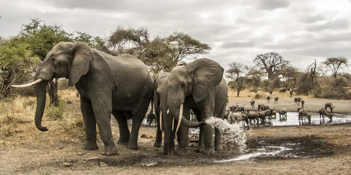 5-days-camping-safari-going-to-tarangire-serengeti-national-park-and-ngorongoro5 5-days-camping-safari-going-to-tarangire-serengeti-national-park-and-ngorongoro5