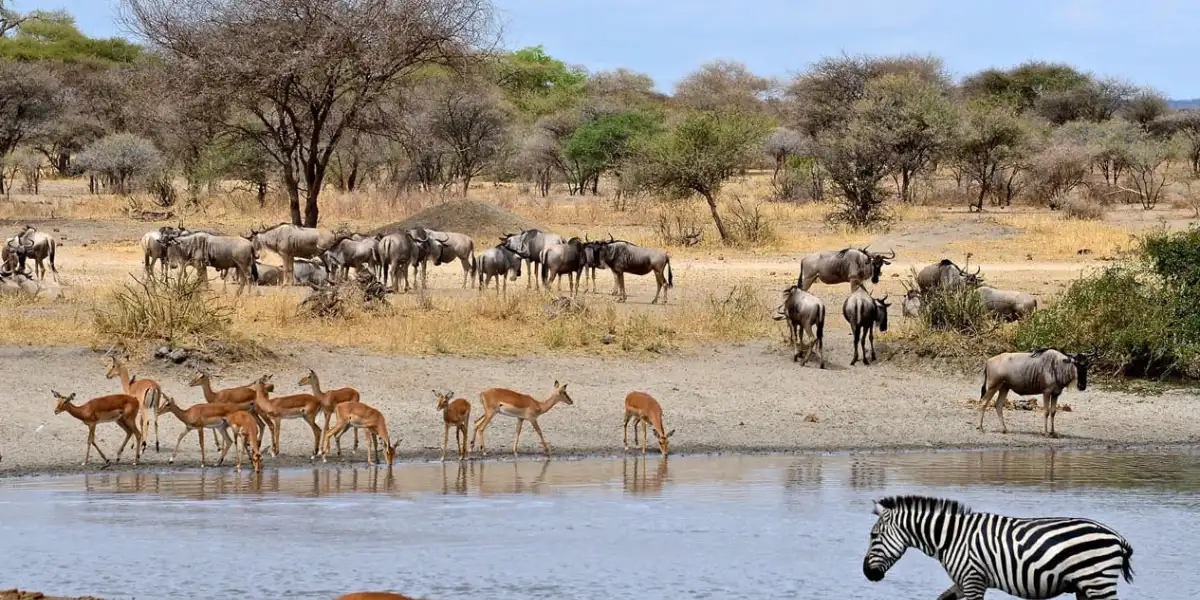 5-days-luxury-lodge-safari-going-to-tarangire-serengeti-national-park-and-ngorongoro3 5-days-luxury-lodge-safari-going-to-tarangire-serengeti-national-park-and-ngorongoro3