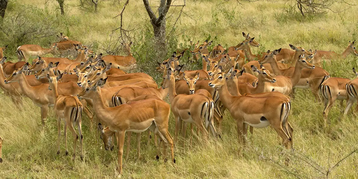 6-days-luxury-lodge-safari4 6-days-luxury-lodge-safari4