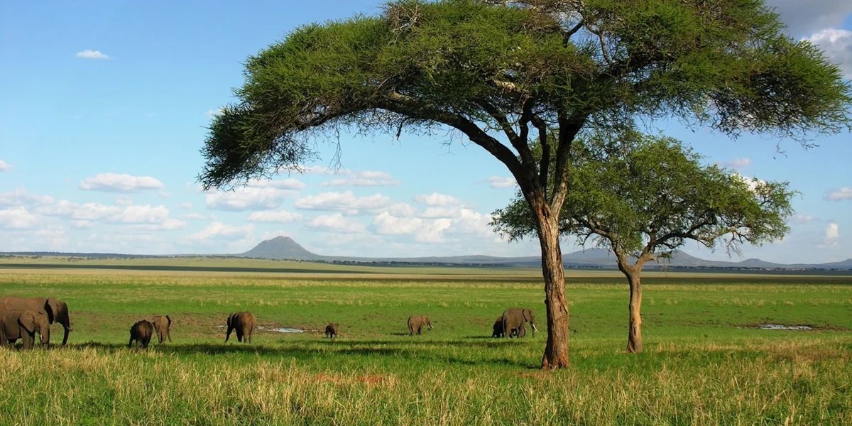 7-days-luxury-lodge-safari-going-to-lake-manyara-serengeti-national-park-ngorongoro-crater-lake-eyasi-and-tarangire-national-park7 7-days-luxury-lodge-safari-going-to-lake-manyara-serengeti-national-park-ngorongoro-crater-lake-eyasi-and-tarangire-national-park7