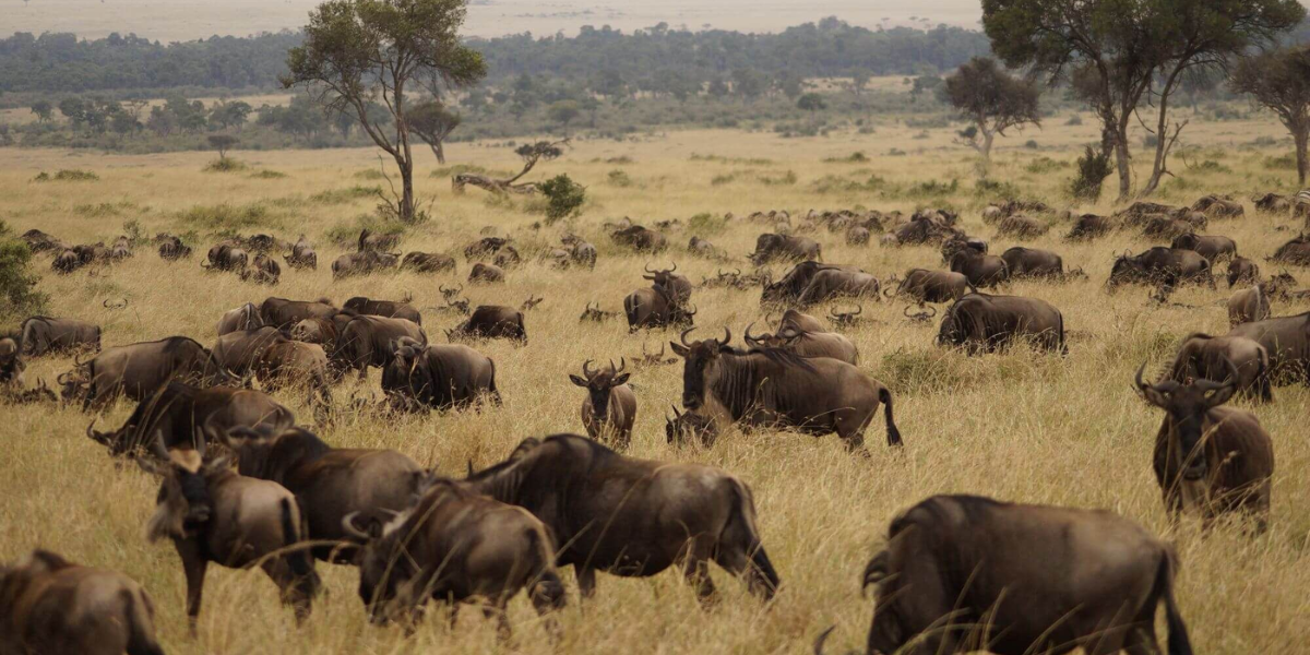 10-days-masai-mara-and-gorillas4