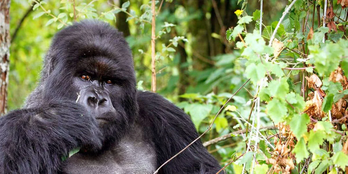 10-days-masai-mara-and-gorillas8