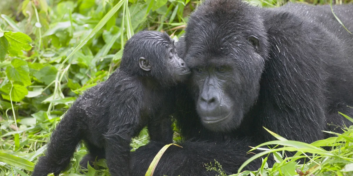 11-days-uganda-primate-safari3 11-days-uganda-primate-safari3