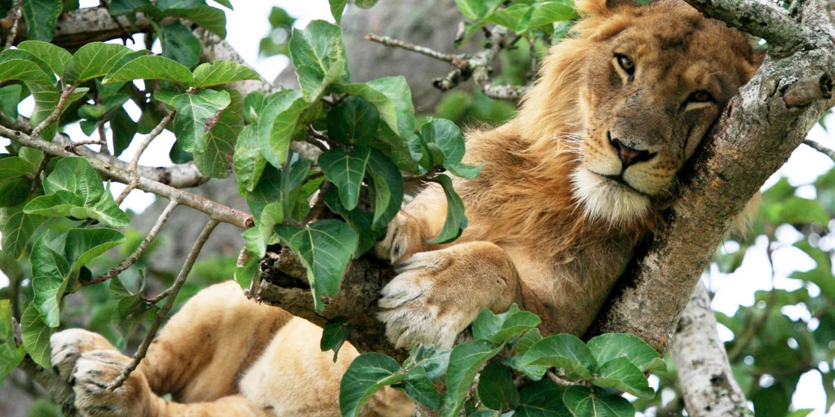 11-days-uganda-primate-safari6 11-days-uganda-primate-safari6