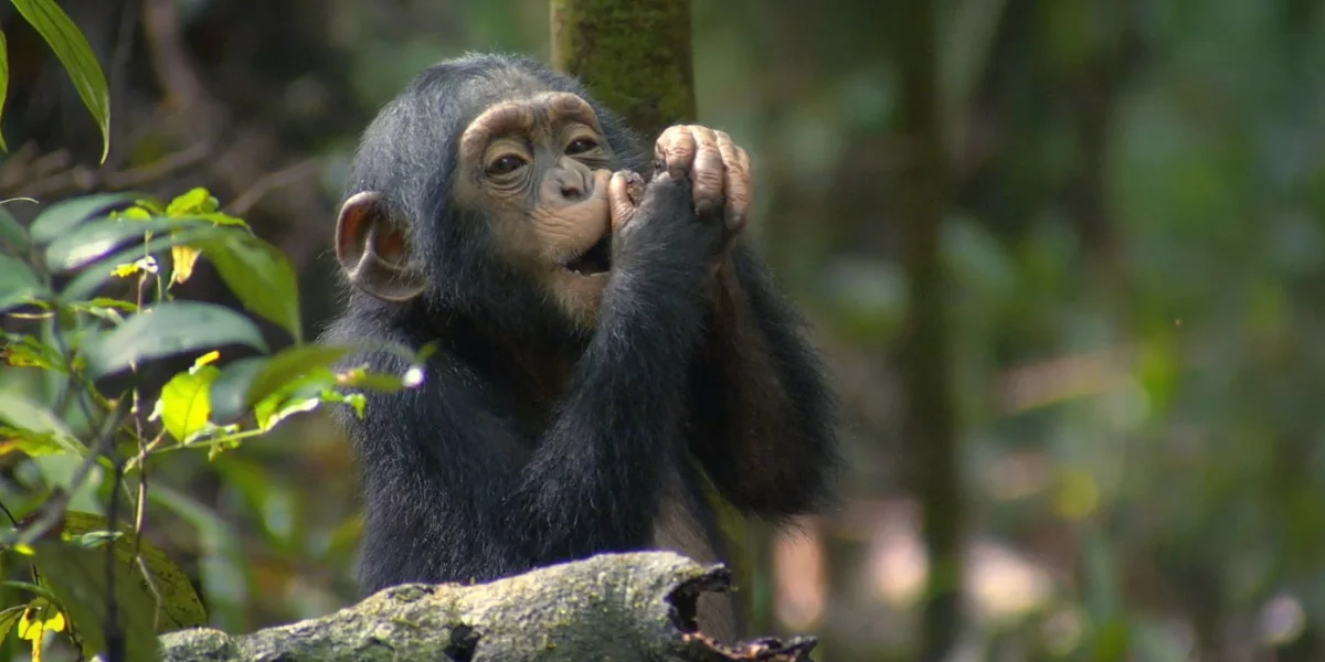 11-days-uganda-primate-safari8 11-days-uganda-primate-safari8