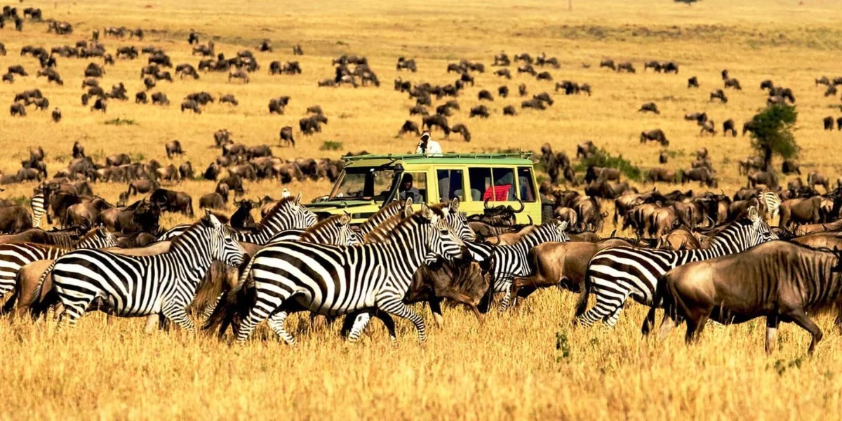 12-days-kenya-tanzania-wildlife-safari9 12-days-kenya-tanzania-wildlife-safari9