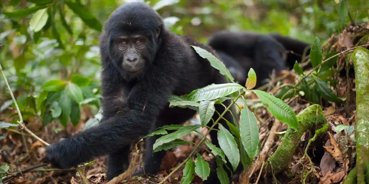 3-days-uganda-gorilla-adventure-safari-2 3-days-uganda-gorilla-adventure-safari-2