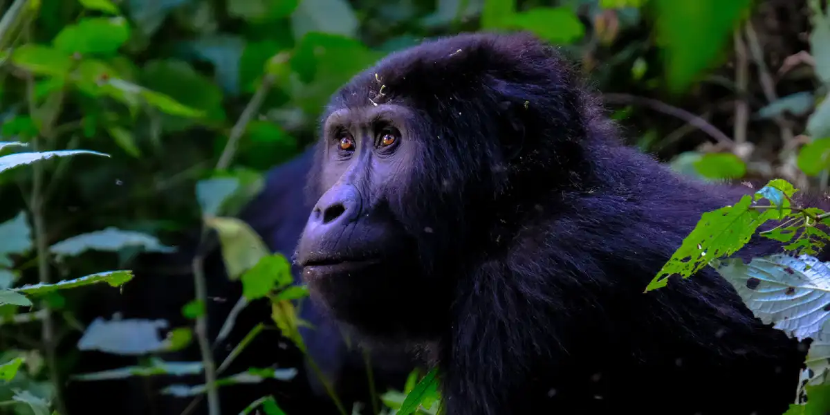 3-days-uganda-gorilla-adventure-safari-3 3-days-uganda-gorilla-adventure-safari-3