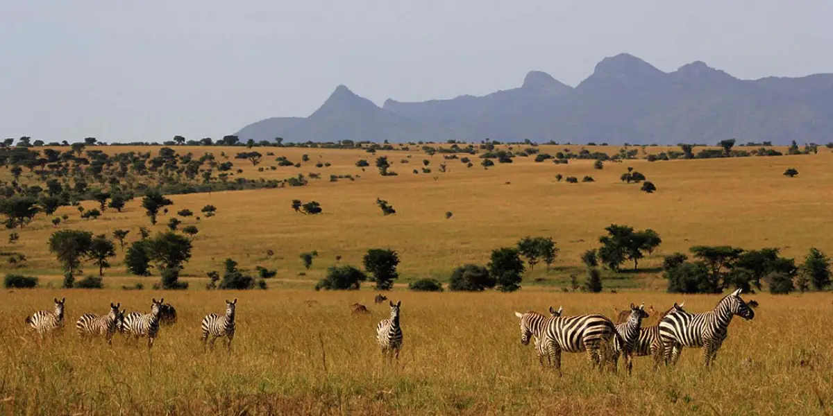 6-days-gorillas-walking-safari6 6-days-gorillas-walking-safari6
