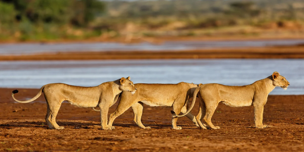 7-Days-Luxury-Kenya-Wildlife-Safari4