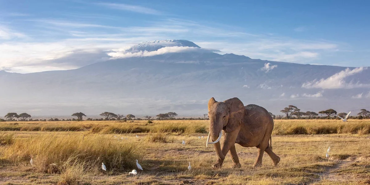 7-days-amboseli-and-mara-highlights2