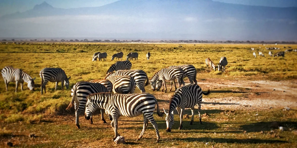 7-days-amboseli-and-mara-highlights4