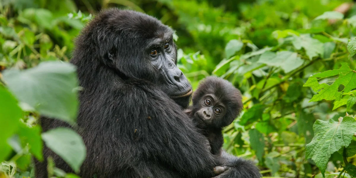 7-days-uganda-classic-gorilla-safari3