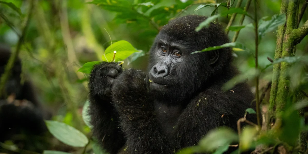 7-days-uganda-classic-gorilla-safari6