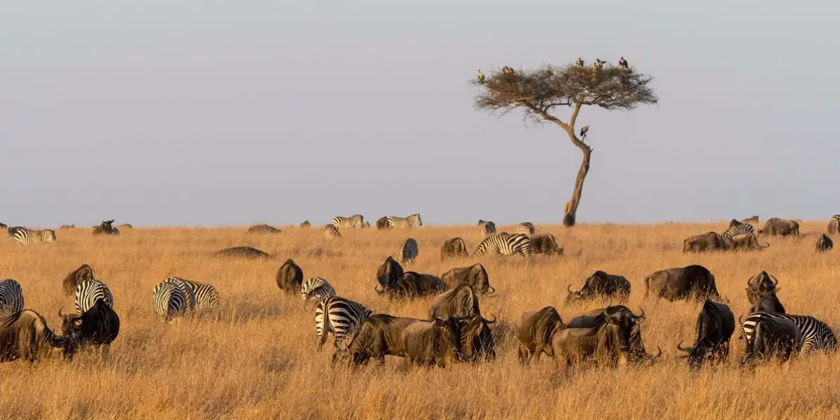 8 Days Simba Adventure Safari8 8 Days Simba Adventure Safari8