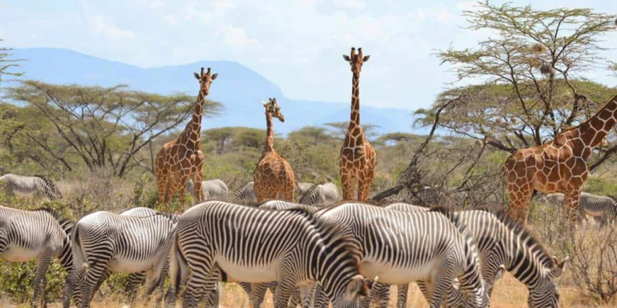 9-days-kenya-best-of-the-special-five-safari3