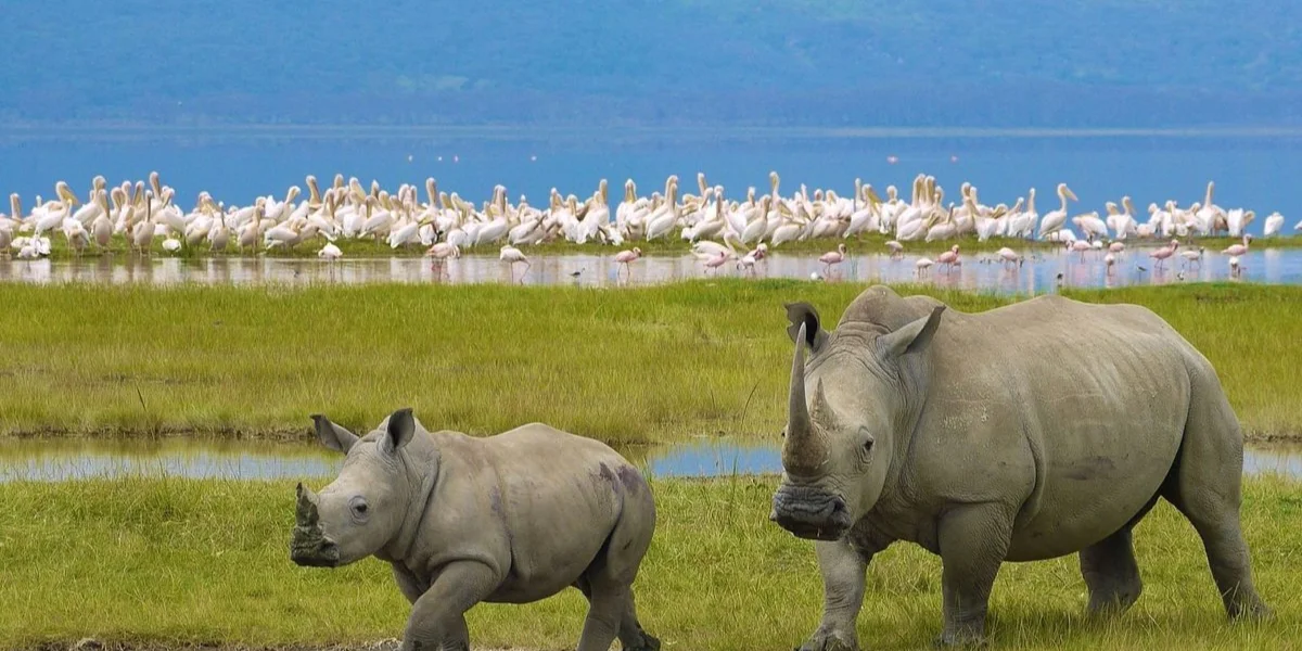 9-days-kenya-best-of-the-special-five-safari5