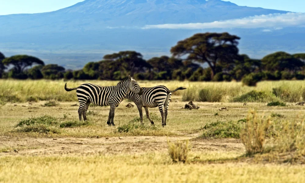 kilimanjaro-national-park3 kilimanjaro-national-park3
