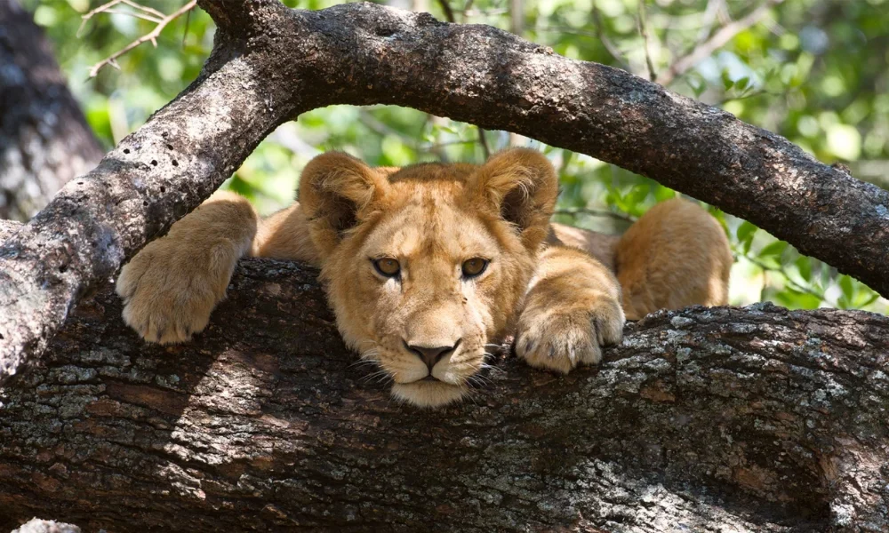 lake-manyara-national-park3 lake-manyara-national-park3