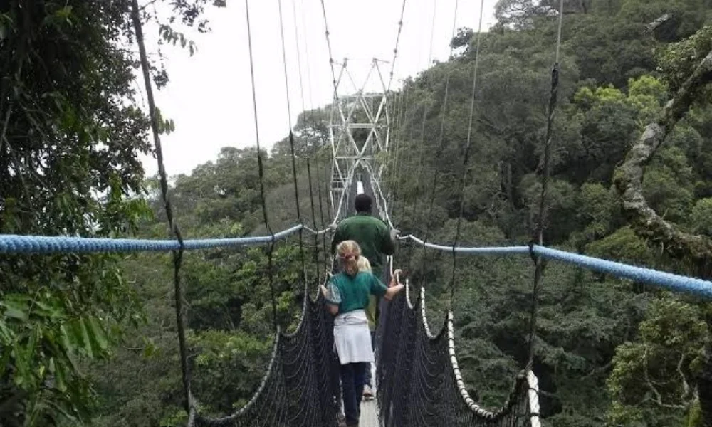nyungwe-forest-national-park3 nyungwe-forest-national-park3
