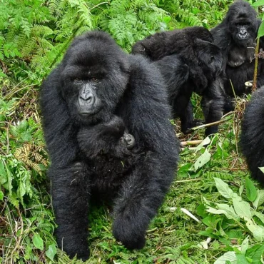 rwanda-safari-cost