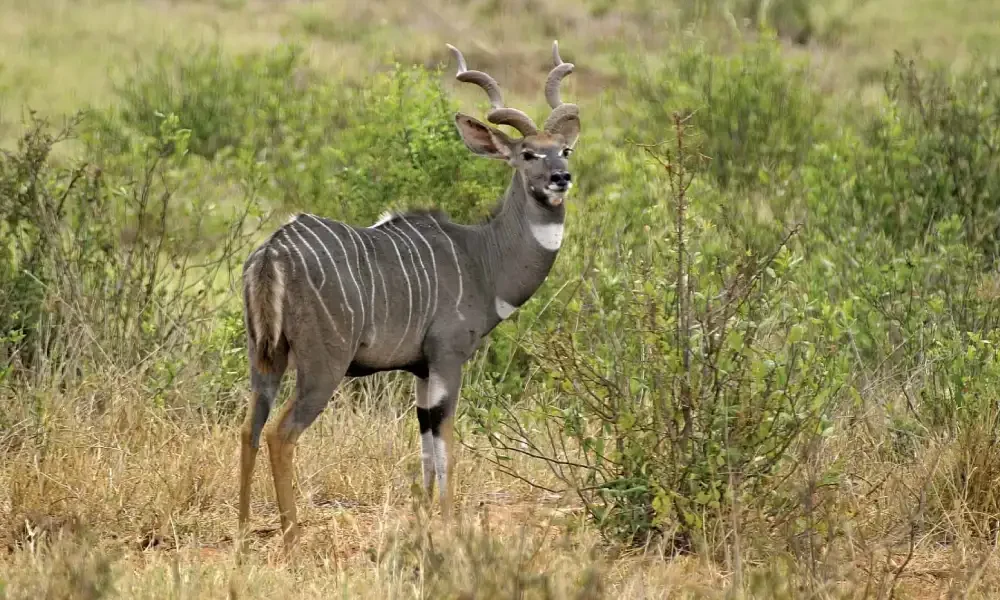 tsavo-east-national-park-4 tsavo-east-national-park-4