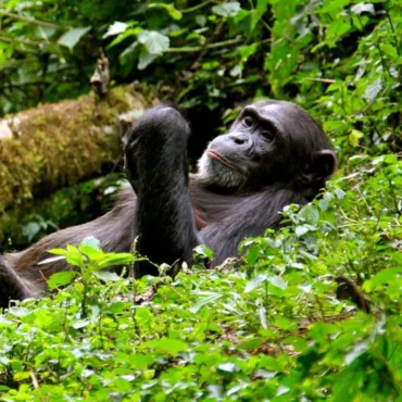 uganda-safari-faqs
