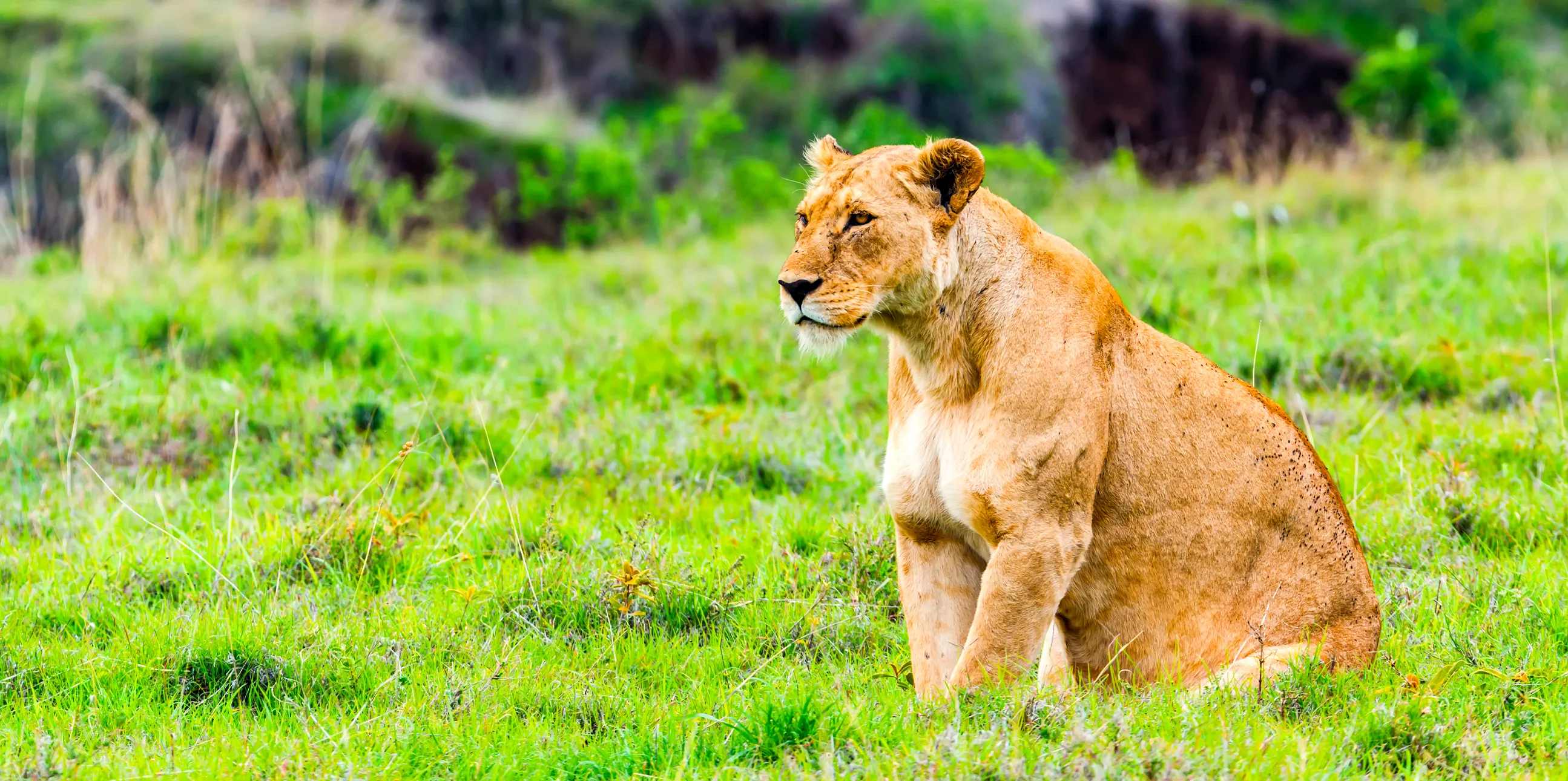 1 Day Safari Arusha National Park