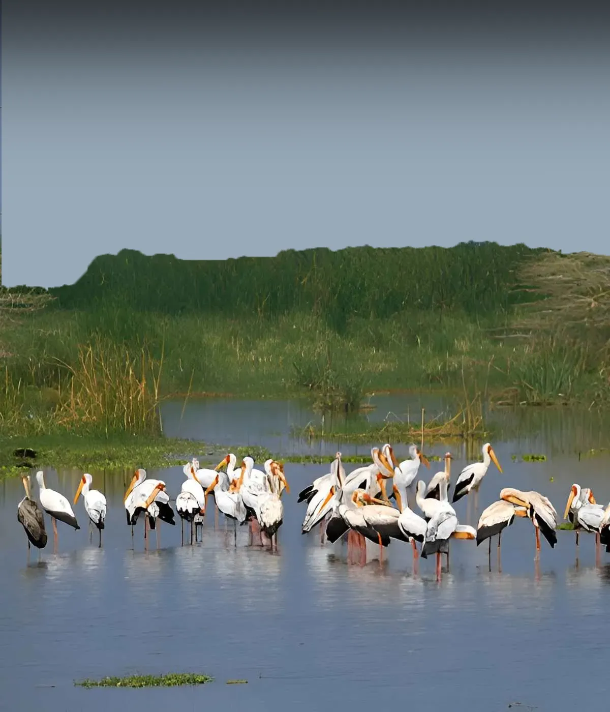Lake Manyara National Park Attraction