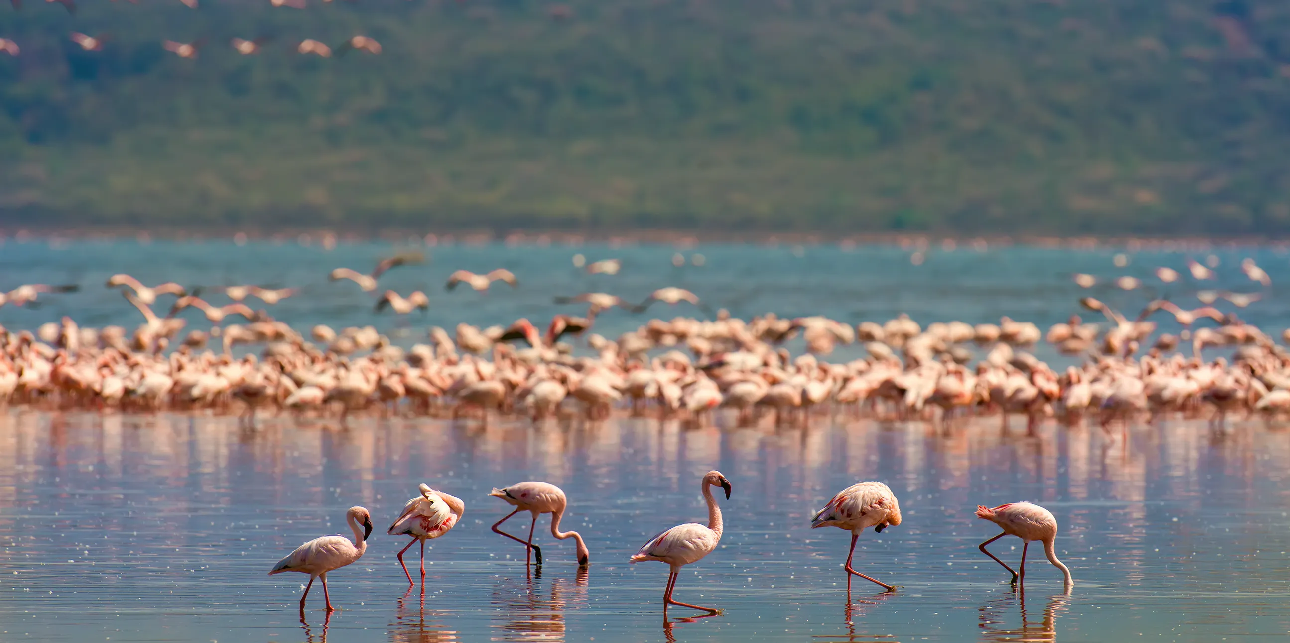 1 Day Safari Lake Manyara National Park